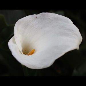 Meet your Posher, Madi